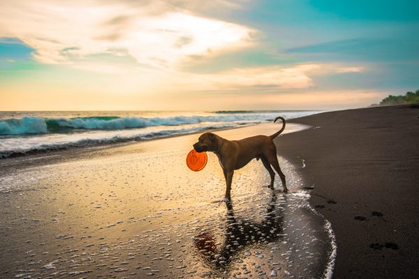 dog friendly beaches south Africa 