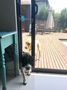 dog door with petlatch in sliding patio door