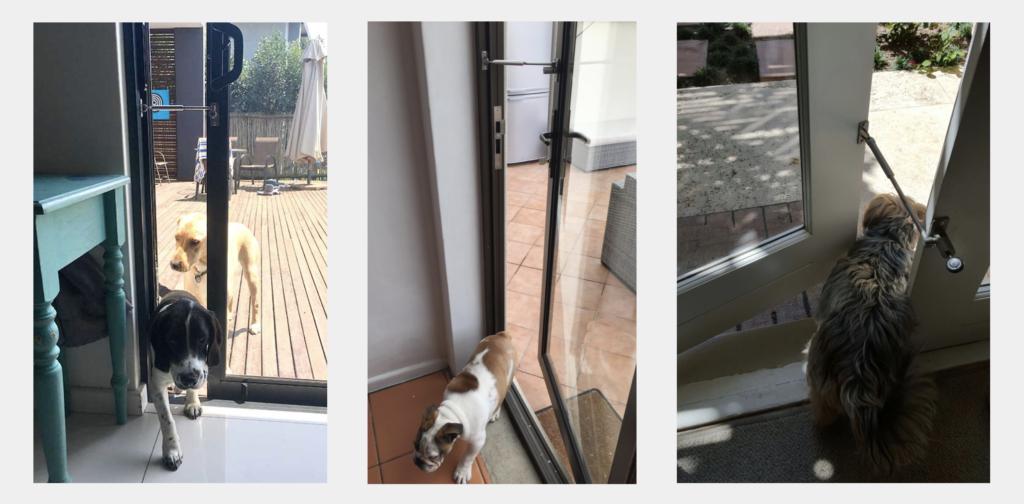 dog door alternative