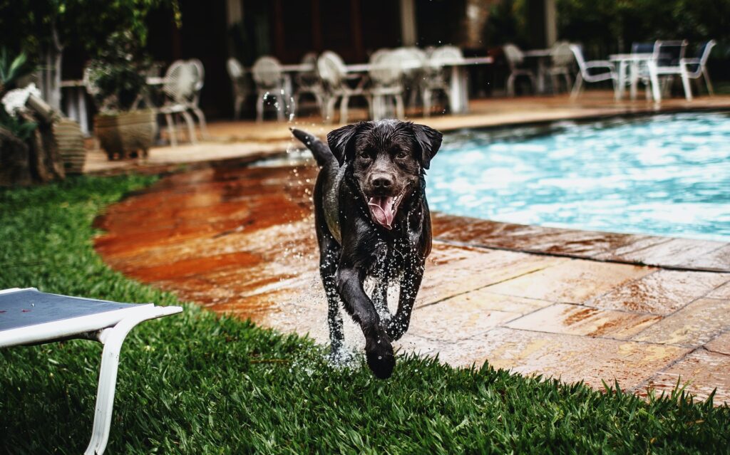 happy dog by swimming pool
