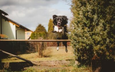 Indoor vs Outdoor: Why Pet Access is the Key to a Healthy, Happy Pet
