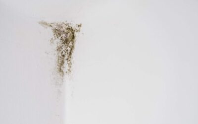 Ways to prevent mould in your home