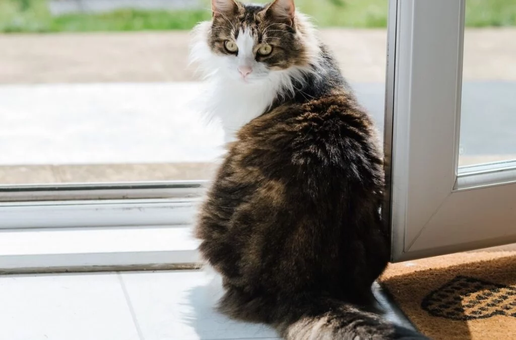 cat sitting by an open door