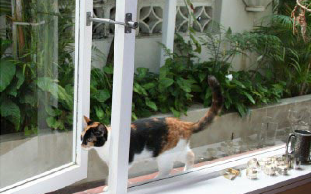 cat entering window held open with locklatch