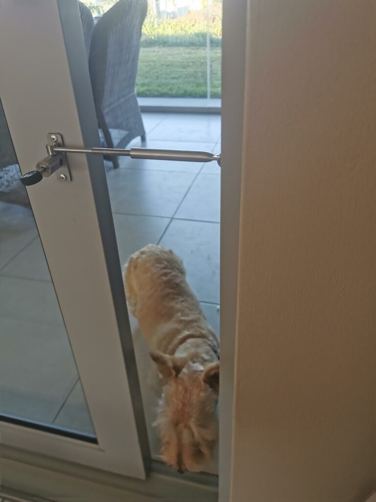 Dog Door Training Tips 1 doggy door alternative with PetLatch