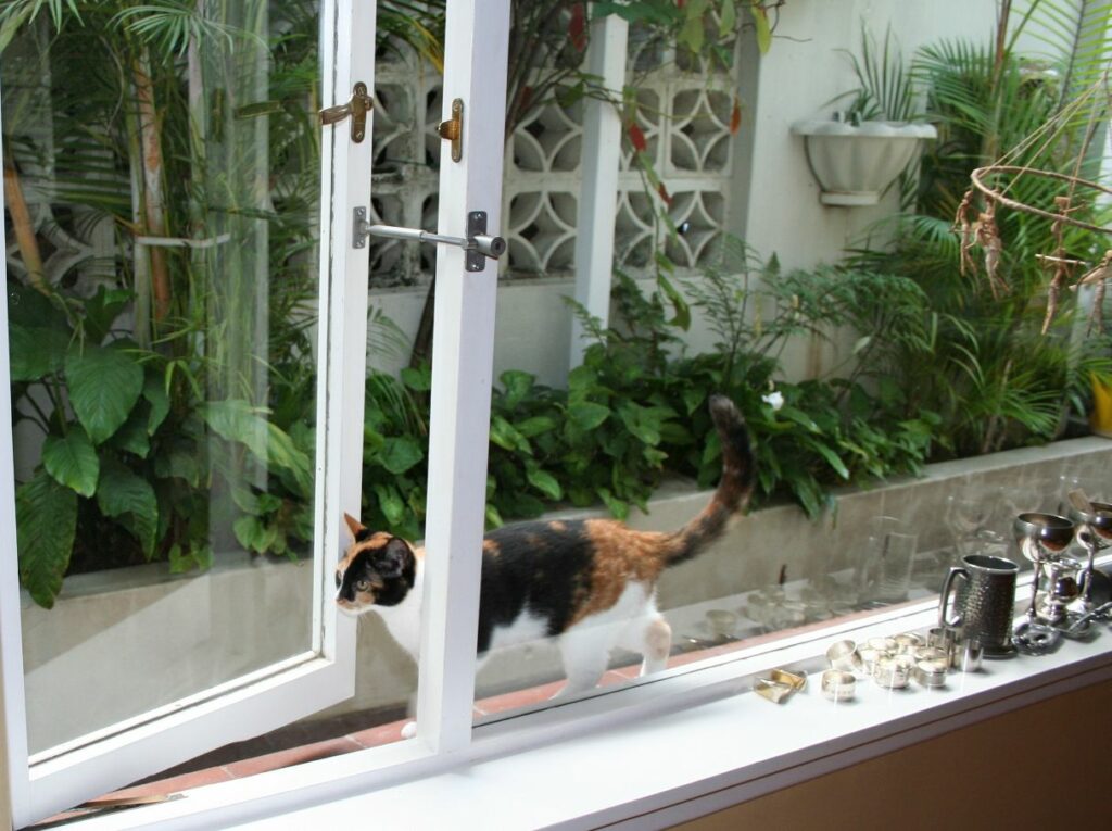 LockLatch: The Cat Door Alternative That Saves You Time & Money 1 Petlatch used as cat flap alternative
