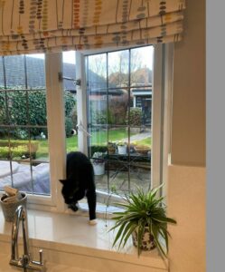 black cat using window kept secure by a petlatch