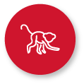 How to secure windows against baboons monkeys