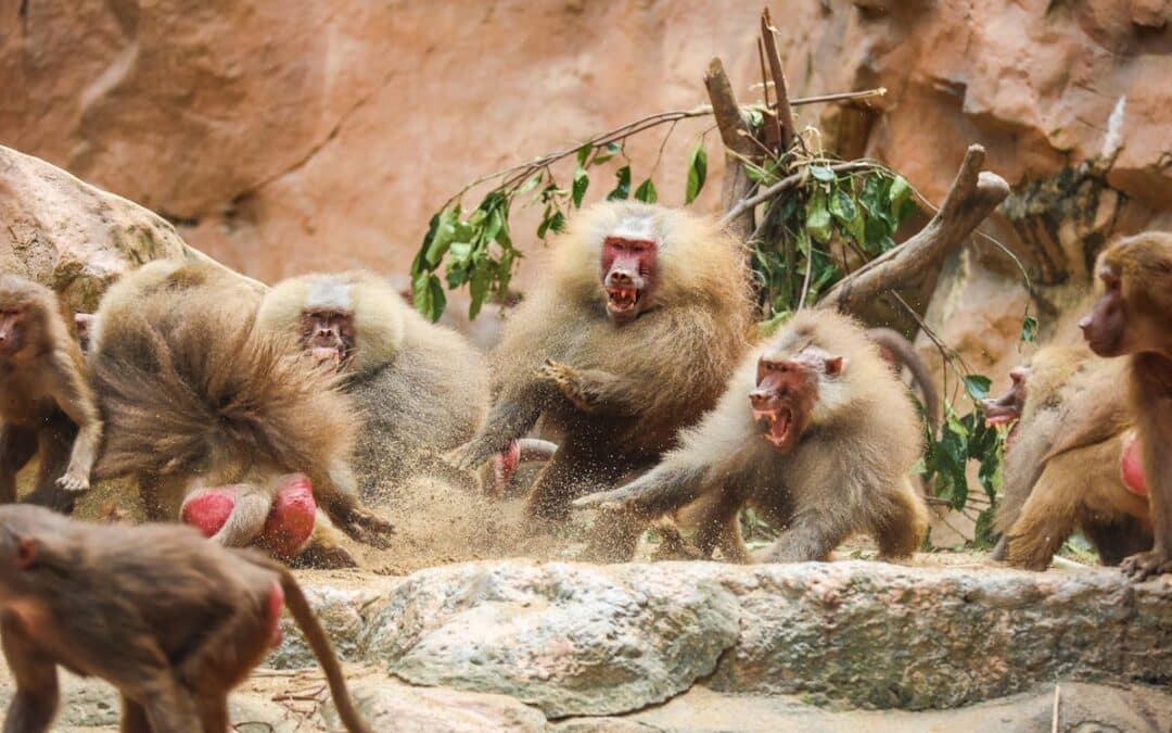 Baboon proof windows — chacma baboons are a growing problem from Cape Town to Plettenberg Bay