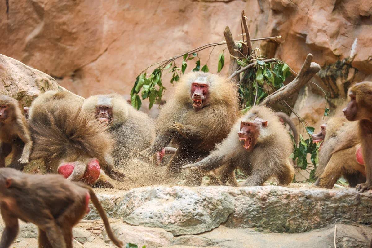 Baboon proof windows — chacma baboons are a growing problem from Cape Town to Plettenberg Bay