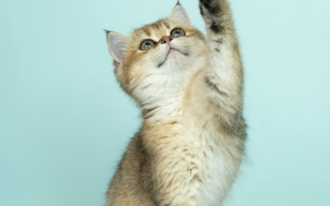 Cat high-rise syndrome UK window safety in flats