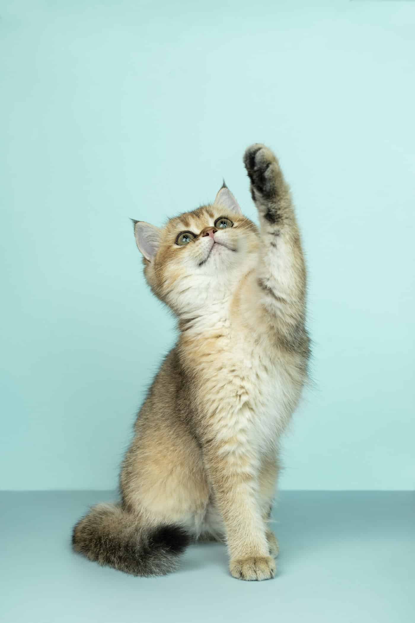 Cat high-rise syndrome UK window safety in flats