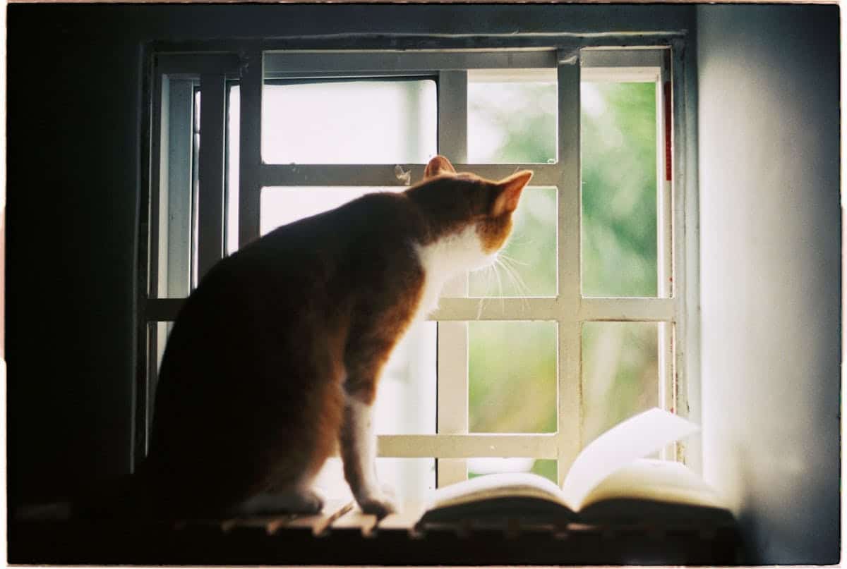 Cat window lock keeping indoor cats safe near open windows