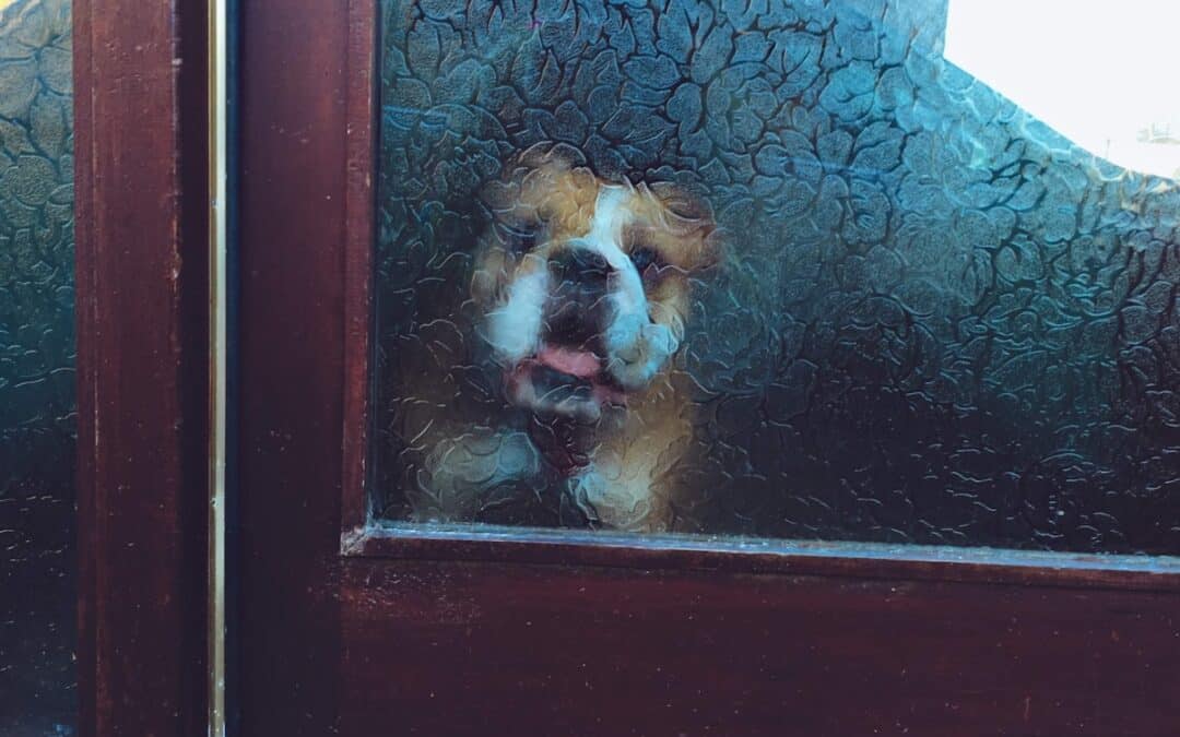 Dog door alternative — a dog waiting at the door for outdoor access