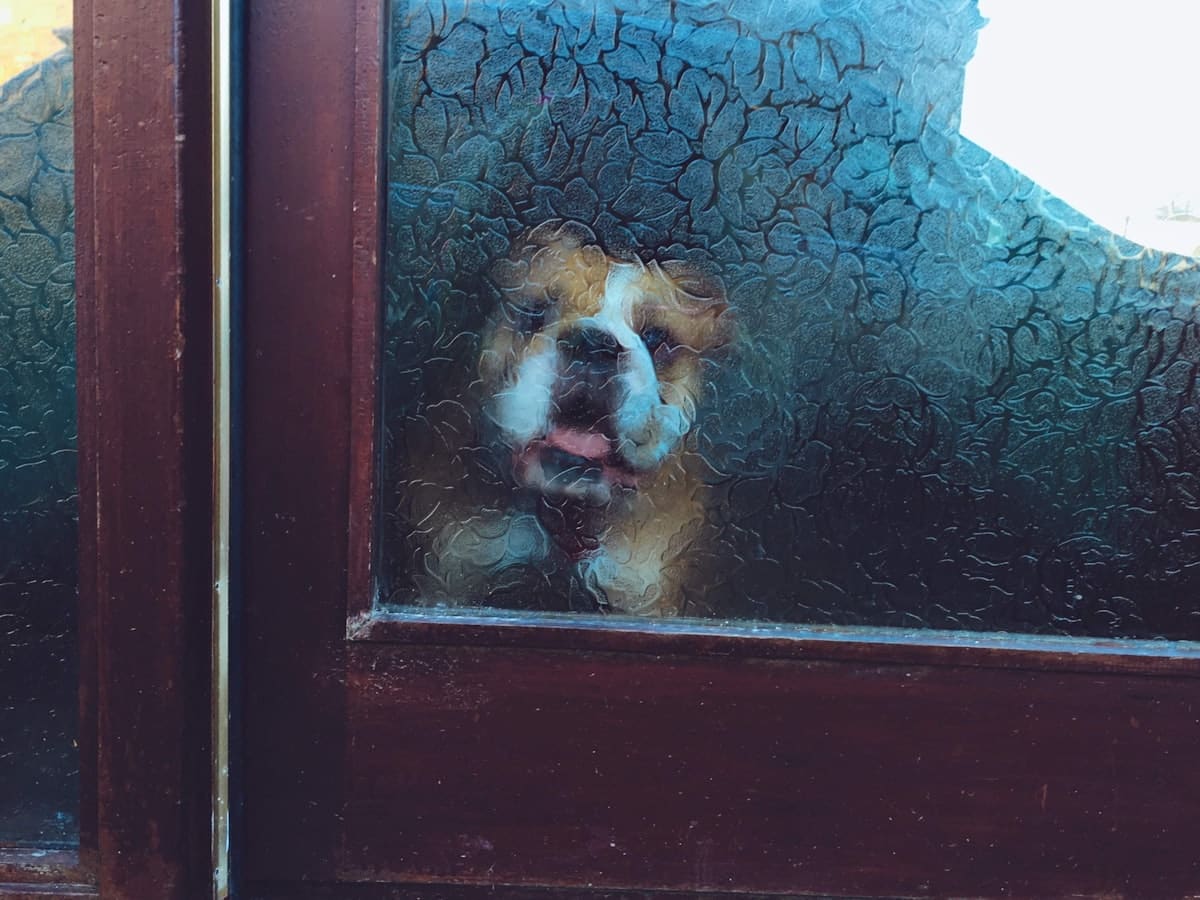 Dog door alternative — a dog waiting at the door for outdoor access